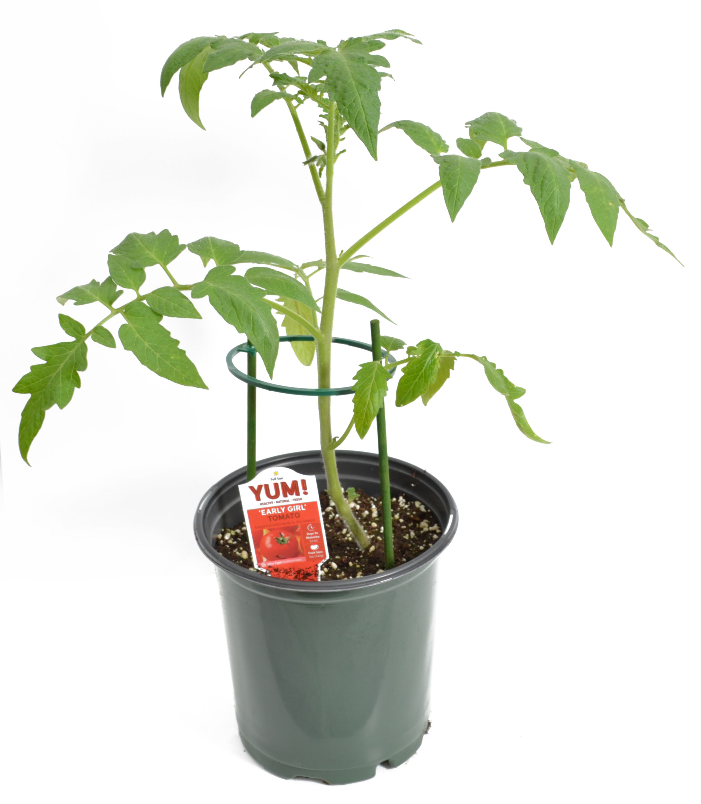 Tomato 'Beefmaster' 1 Gallon Pot