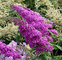 Buddleia  RoyalRazz