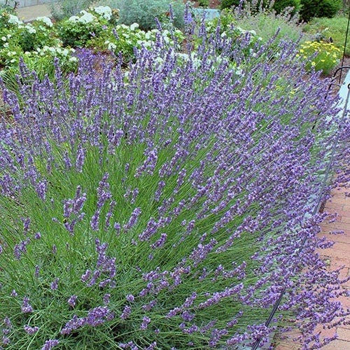 Lavender 'Phenomenal'