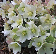 Helleborus Joker