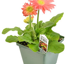 Gerbera Daisy Assorted Colors 4.5" Pot
