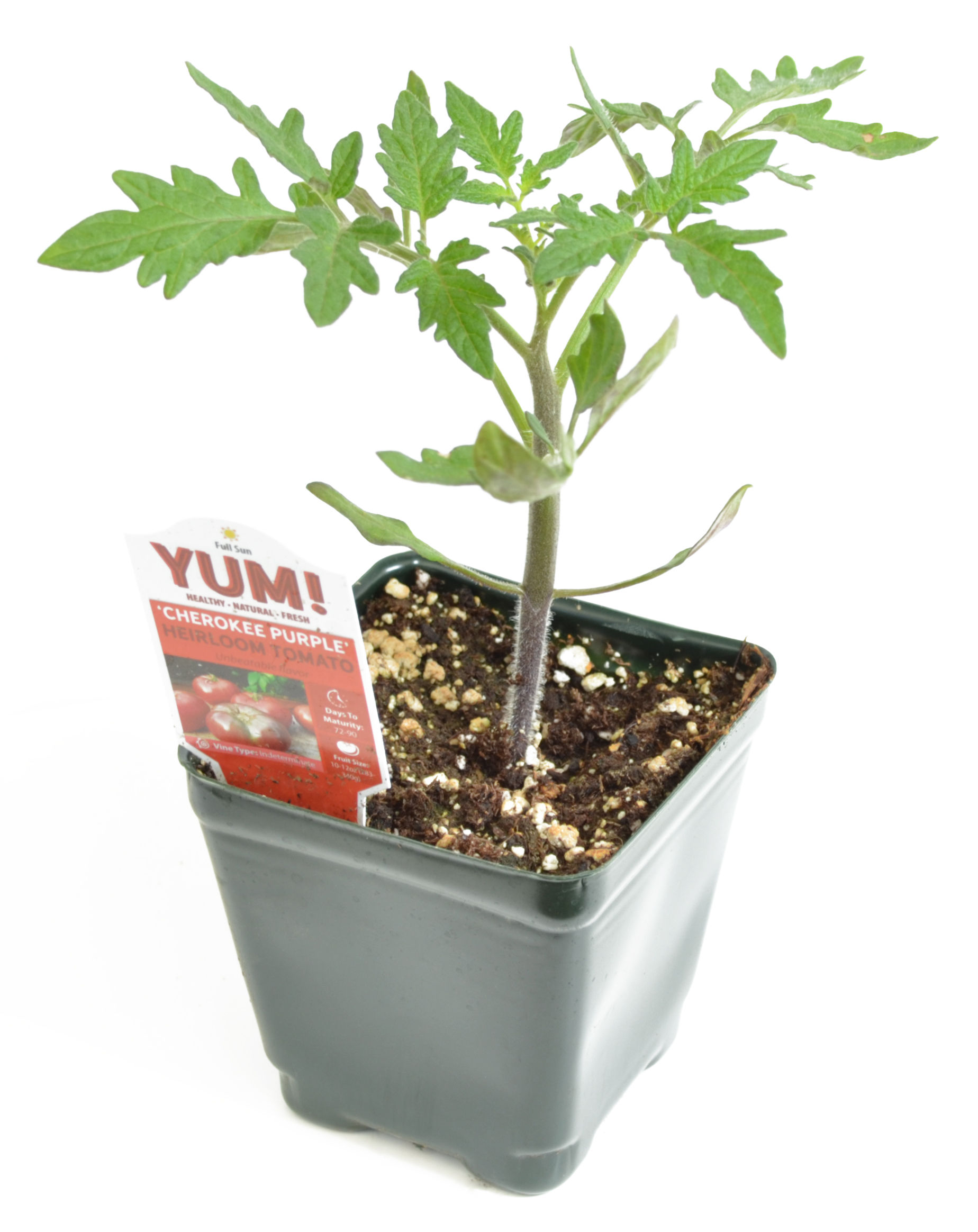 Tomato Heirloom 'Cherokee Purple' 3.5" Pot