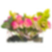 pink and greens features rice flower kale short stem roses and a massive cymbidium orchid