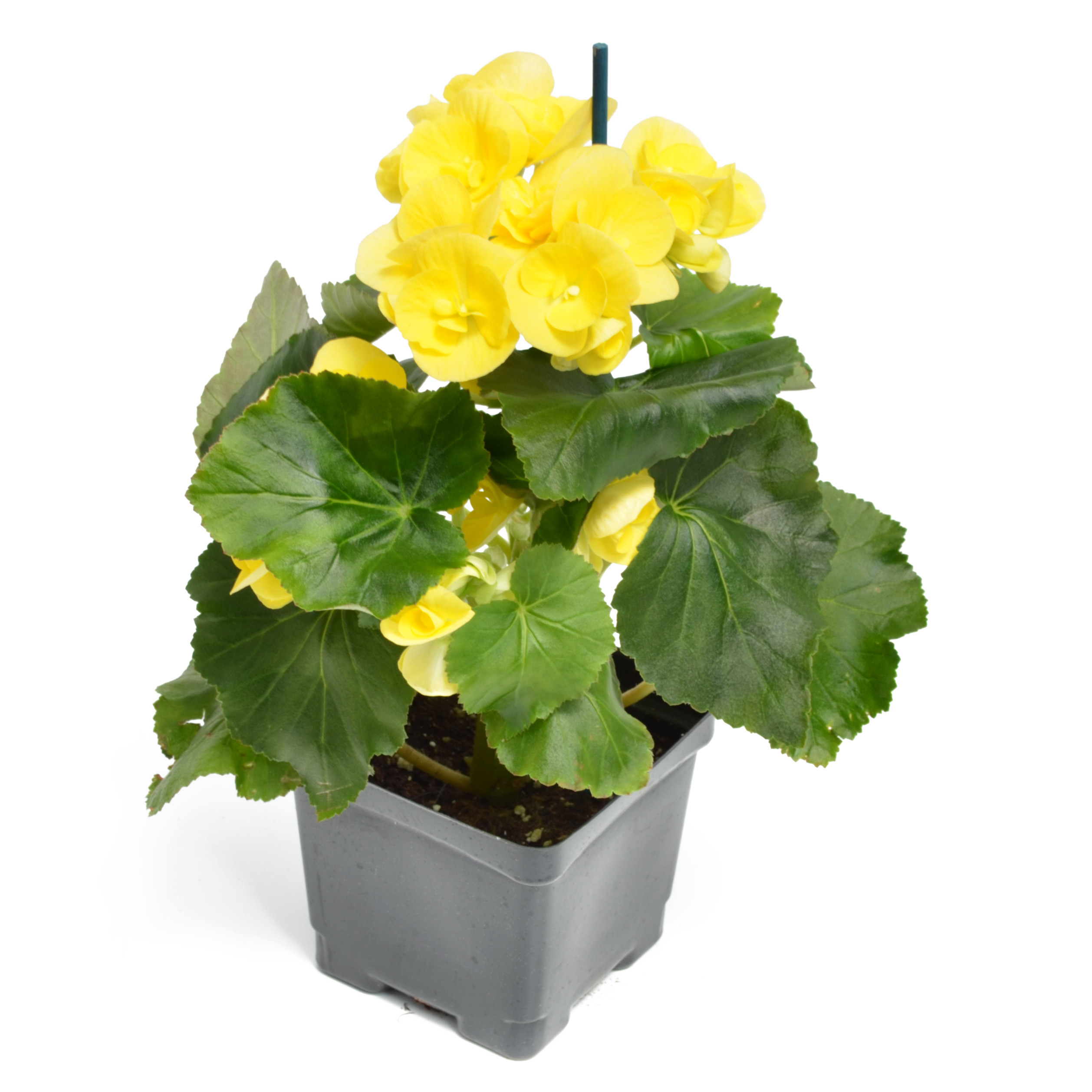 riegerbegoniayellow45pot