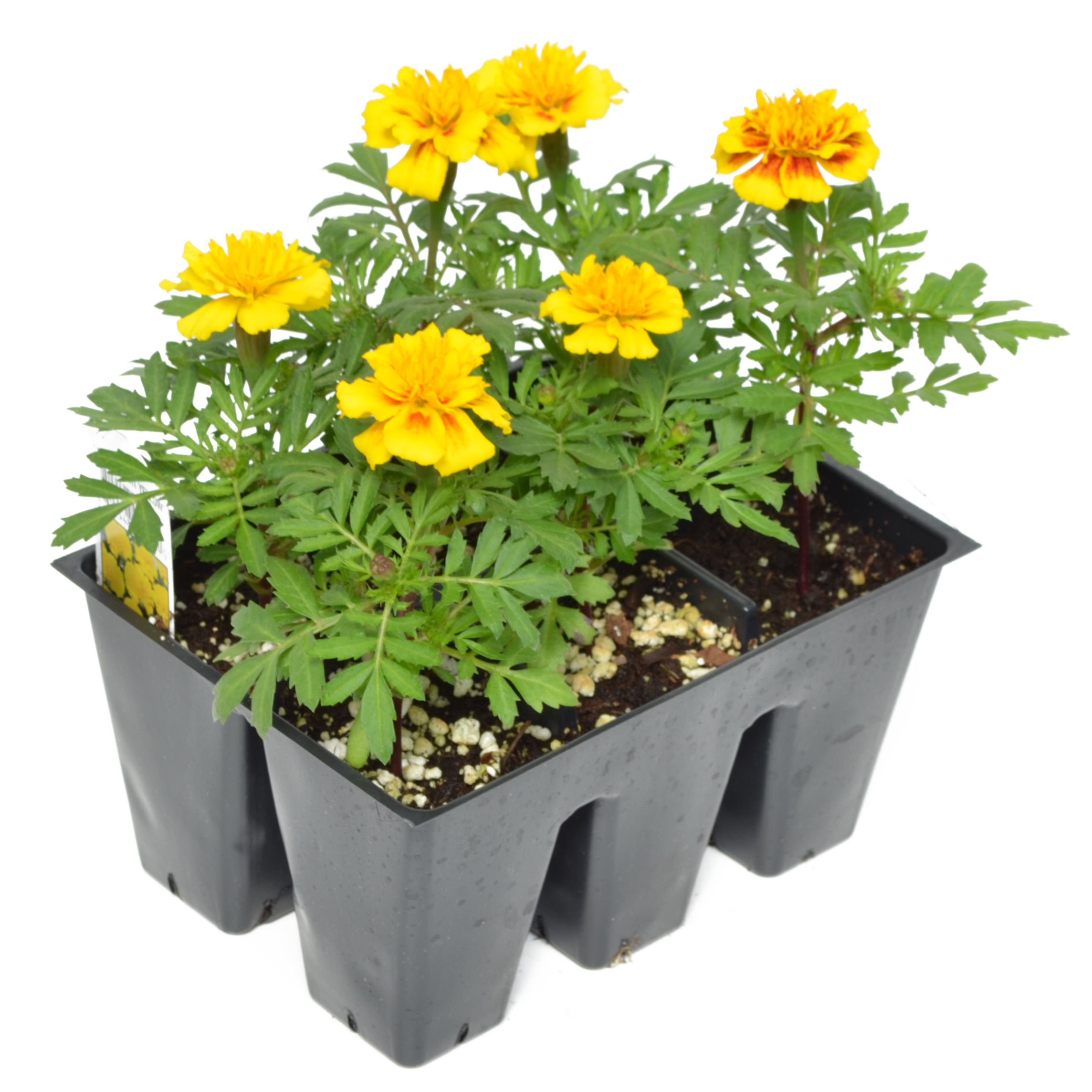 Marigold Bright Yellow Market Pack
