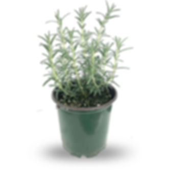 Rosemary Arp