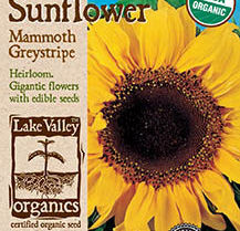 ORGANIC SUNFLOWER MAMMOTH GREYSTRIPE  HEIRLOOM