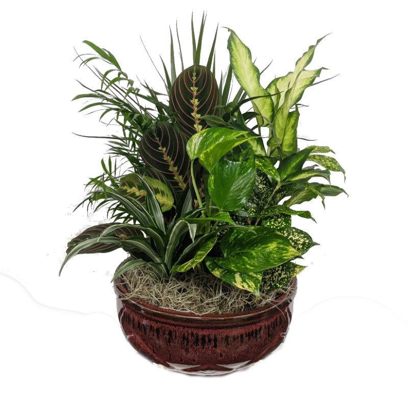 largemixeddishgarden