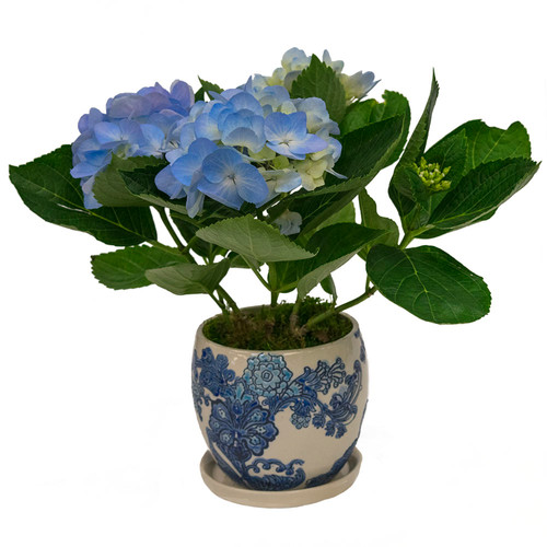 Hydrangea Heaven