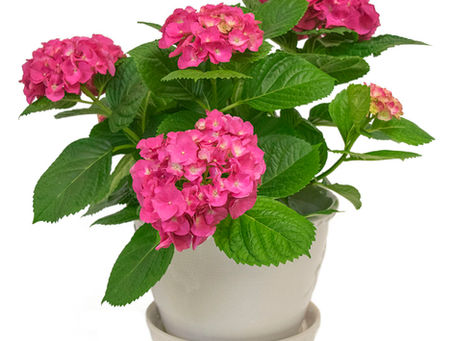 Last Minute Valentine's Day Ideas: Gift Her a Blooming Houseplant That Lasts Longer