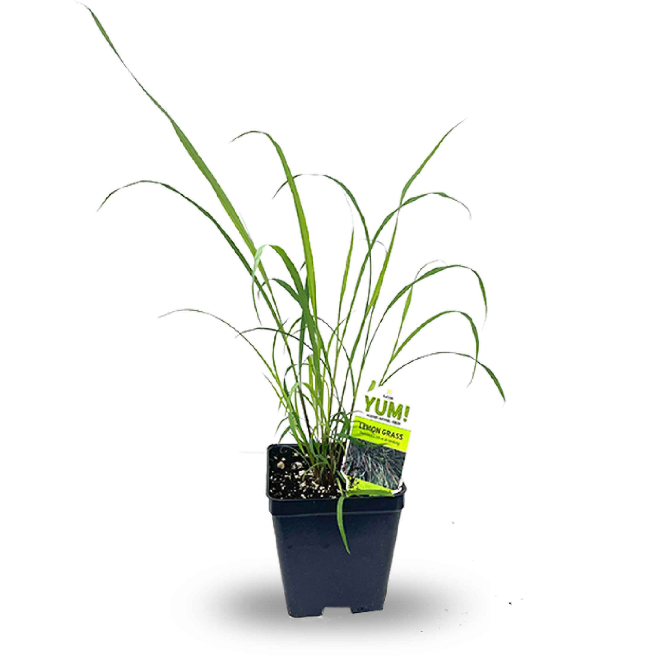Lemon Grass