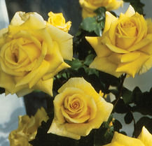 Rose Cl. 'Royal Gold'