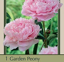 PAEONIA LACTIFLORA SARAH BERNHARDT