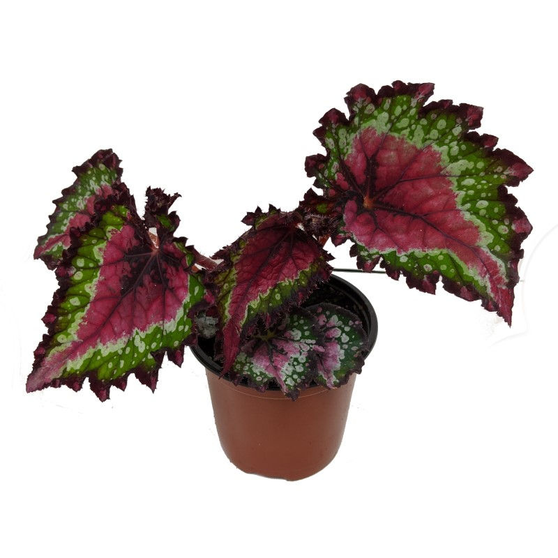 Thumbnail: Rex Begonia 4.5" Pot