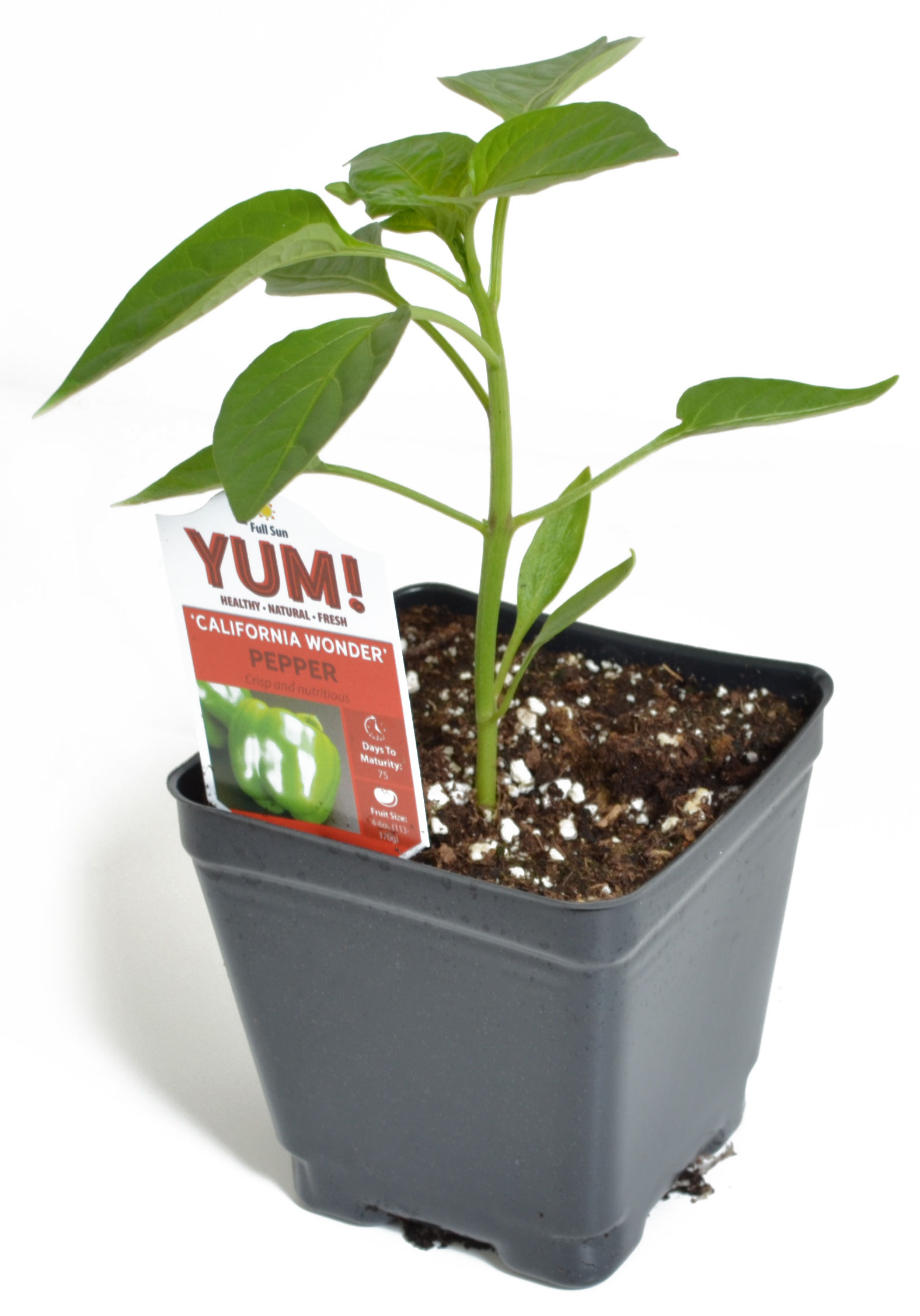 Pepper 'California Wonder' 3.5" Pot