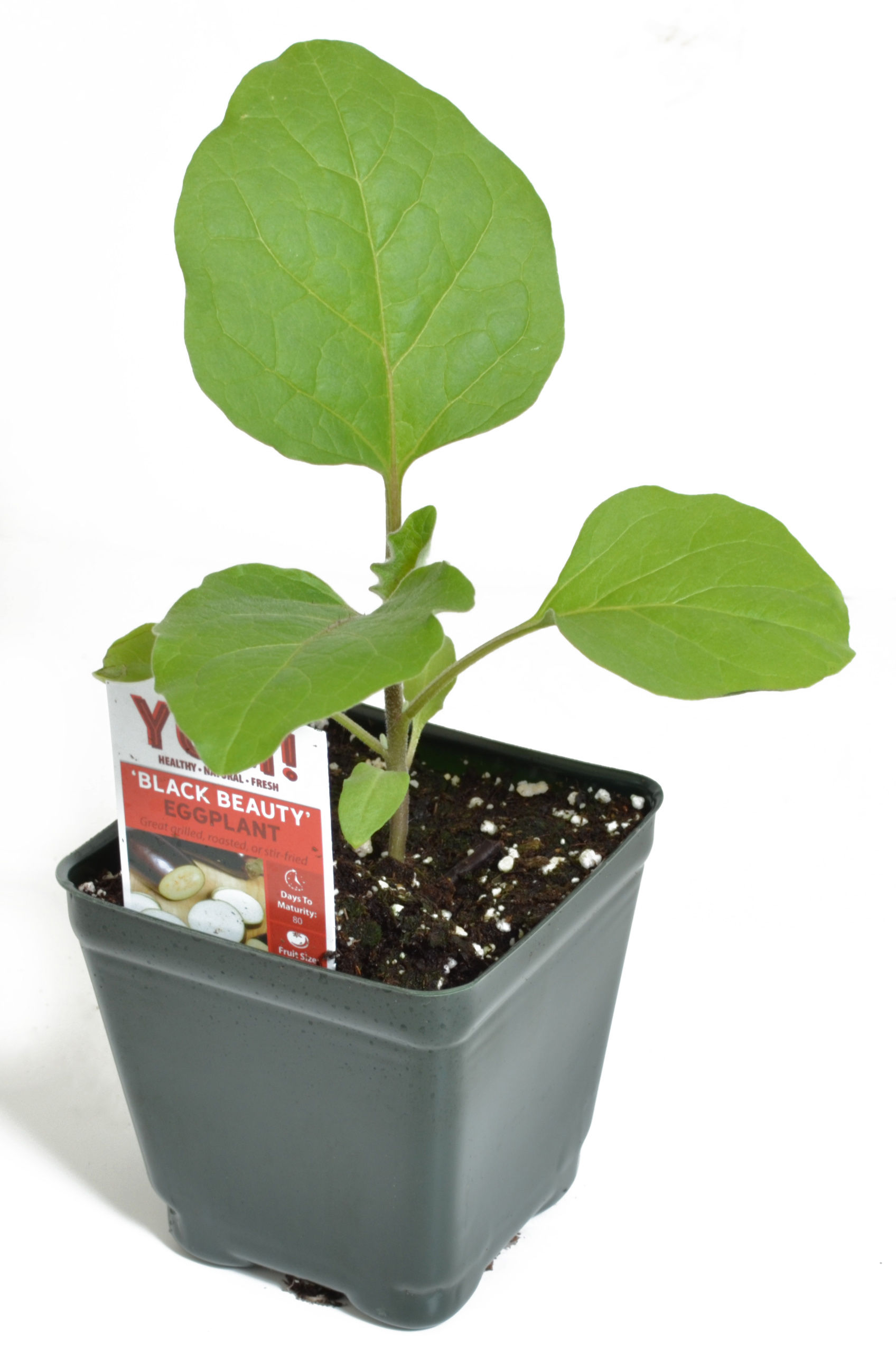 Eggplant 'Black Beauty' 3.5" Pot