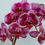 Thumbnail: Orchid - Dark Pink & White