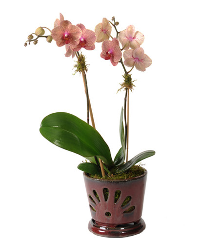 Phaeleanopsis Classic