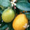 Thumbnail: MEYER LEMON BUSH
