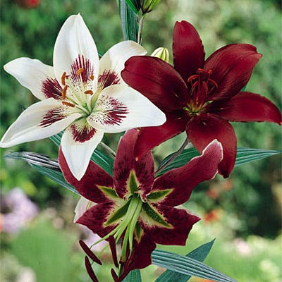Lilium as. Hot Chocolate Mix | Johnson's Florist