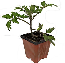 Cherry Tomato Sweet 100 3.5"