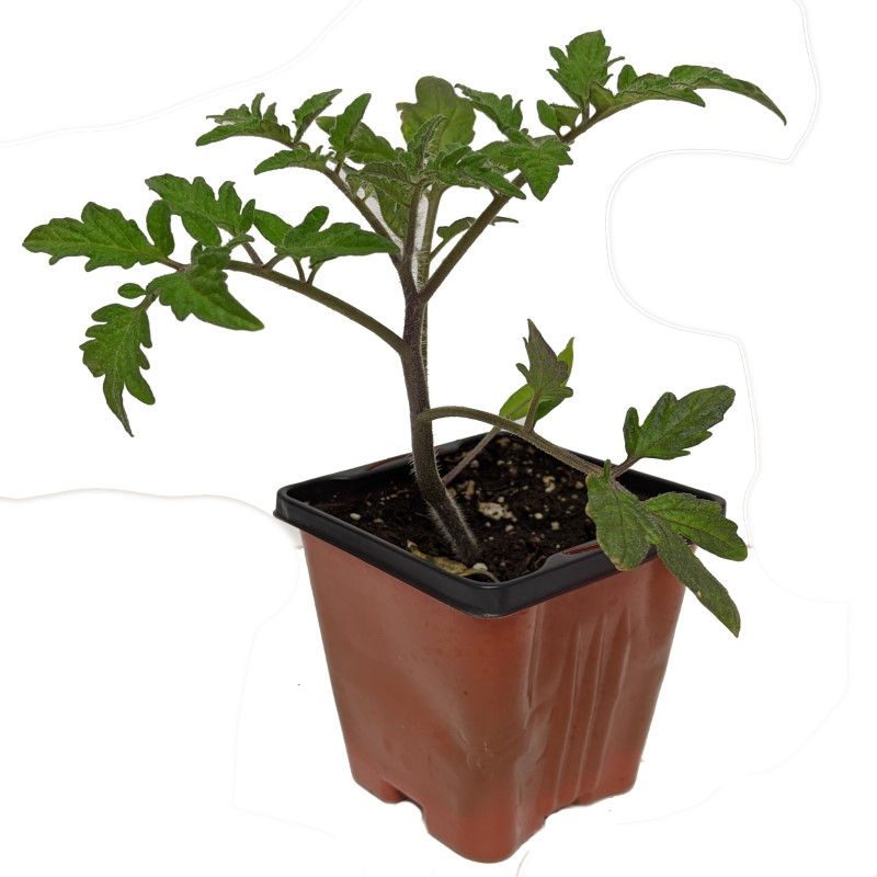 Tomato 'Rutgers' 3.5" Pot