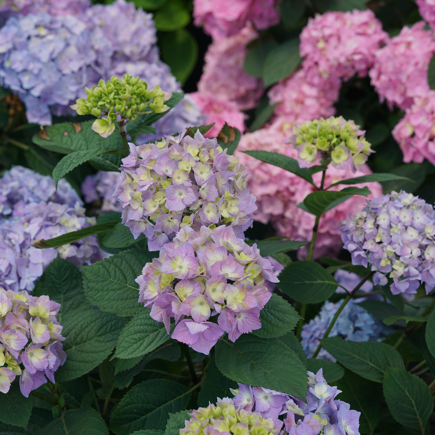 Hydrangea macrop. Let's Dance Can Do