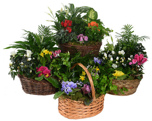 Mixed Dish Garden