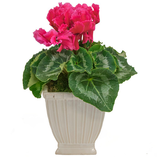 Cyclamen Beauty