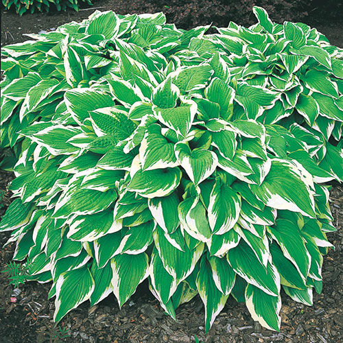Hosta x und. 'Albomarginata' #1