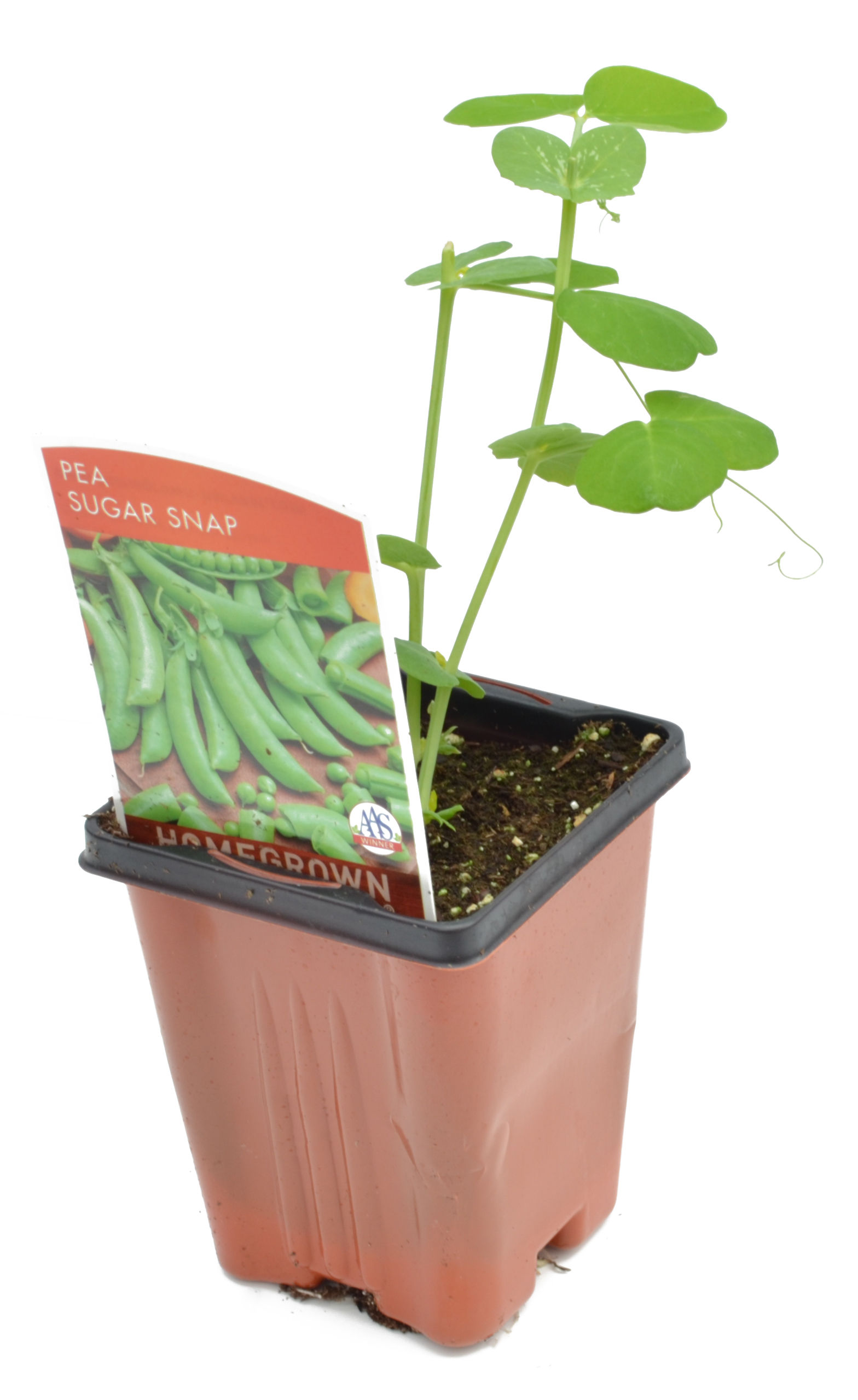 Pea 'Sugar Snap' 3.5" Pot