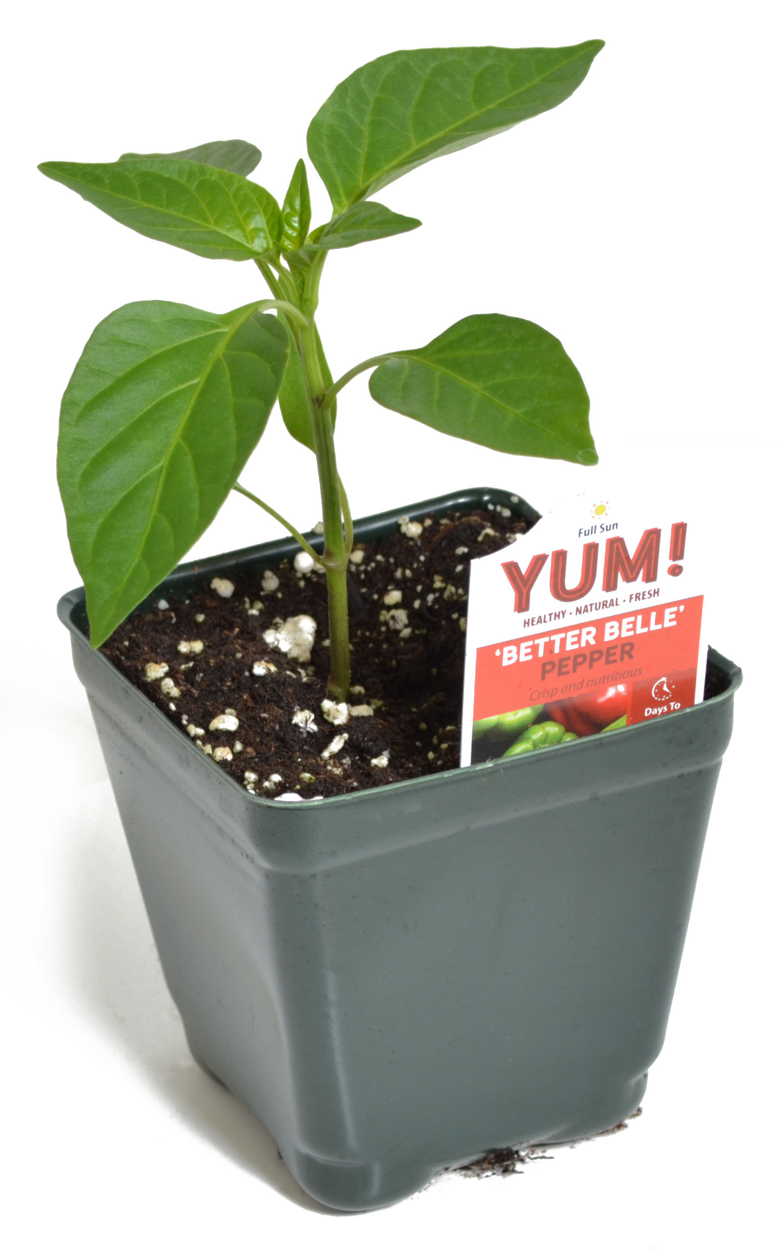 Pepper 'Better Belle' 3.5" Pot