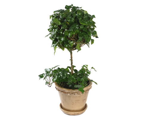 Ivy Ball on Stem w/pot