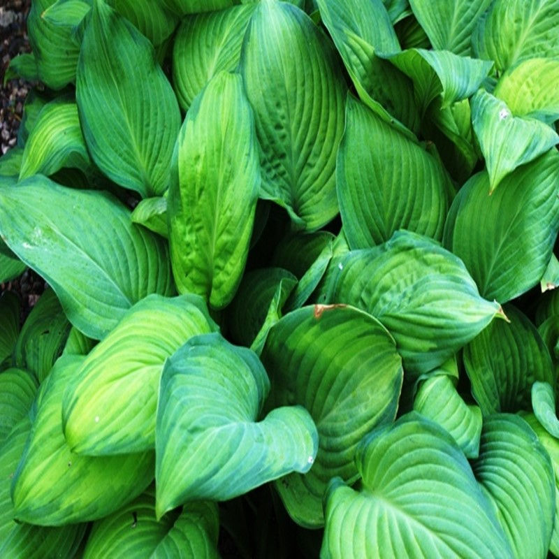 HOSTA 'GUACAMOLE' 4QT