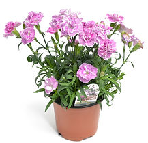 Carnation  4.5" Pot