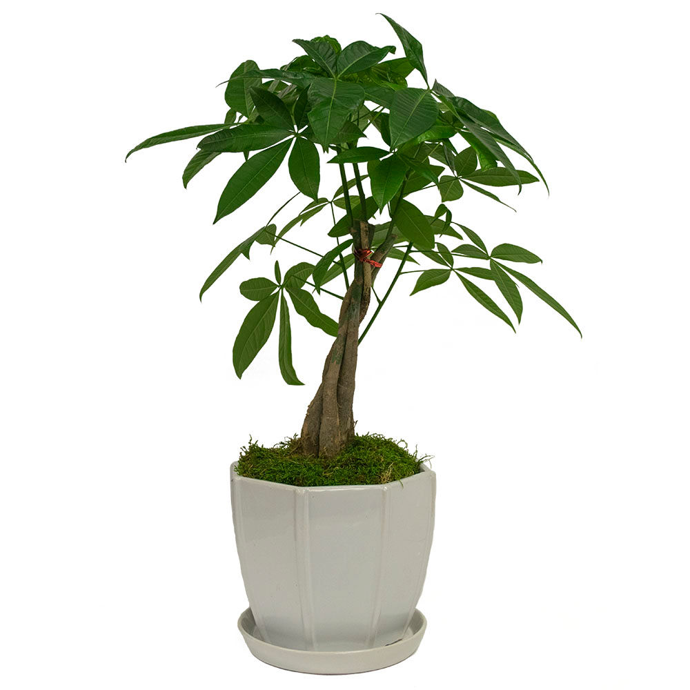 Money Tree in White Ceramic Pot