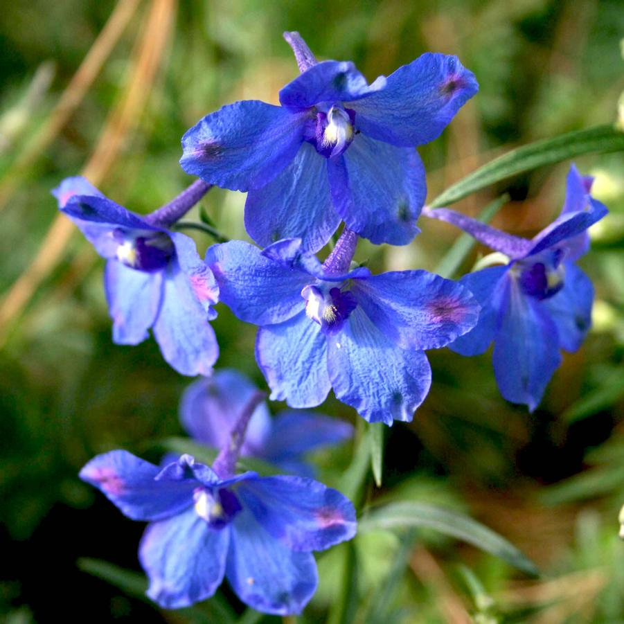 Delphinium 'New Millennium Cobalt Dreams'