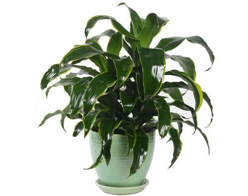 Dracaena Dorado