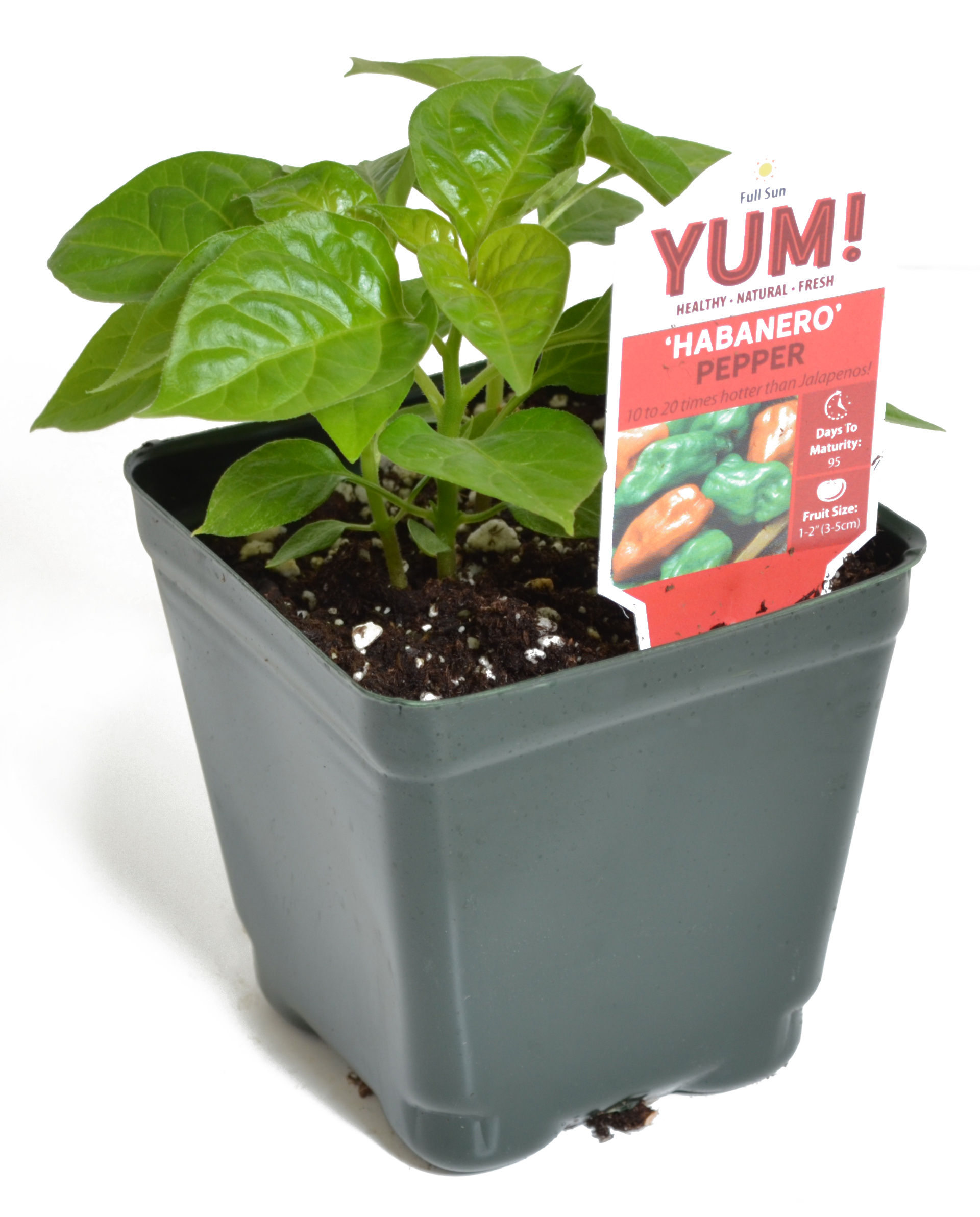 Pepper 'Habanero' 3.5" Pot
