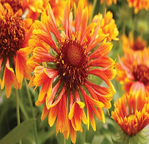 GAILLARDIA SPINTOP MARIACHI COPPER SUN #1