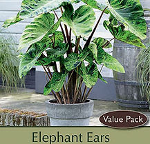 COLOCASIA MOJITO PP21995