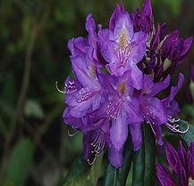 RHODODENDRON LEES DARK PURPLE G3 15"