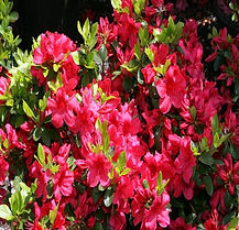 Azalea Girard Crimson