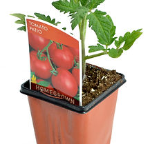 Tomato 'Patio' 3.5" Pot
