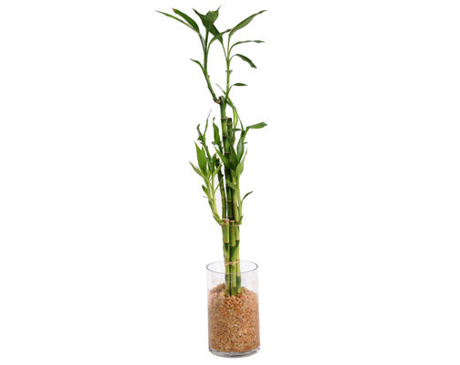 Lucky Bamboo in Tall Cylinder