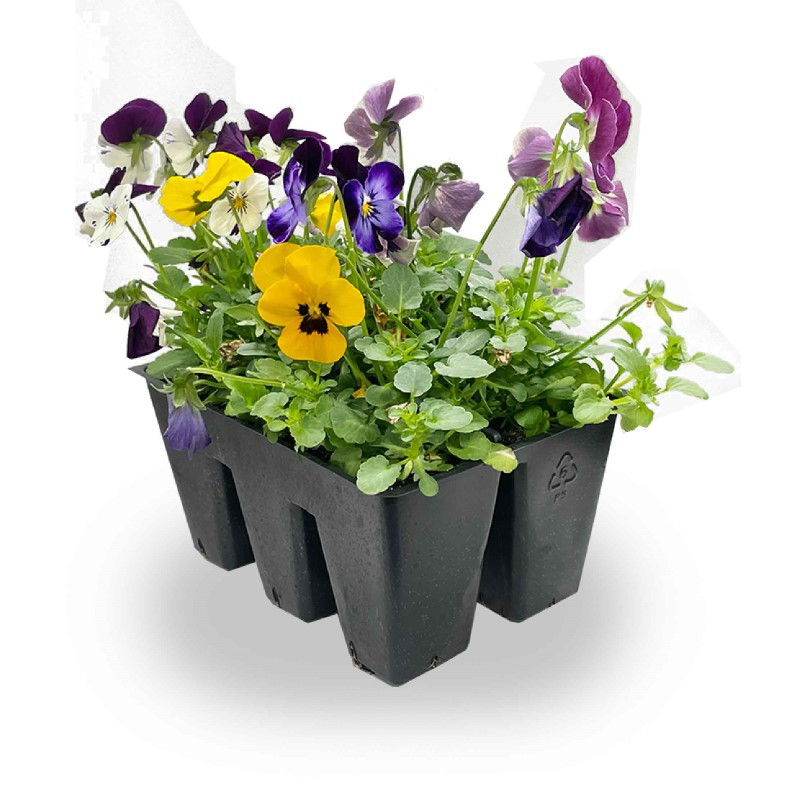 Thumbnail: Viola Market Pack