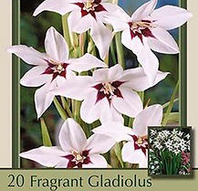 ACIDANTHERA MURIELAE