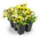 Thumbnail: Viola Market Pack
