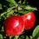 Thumbnail: Apple Semi-Dwarf 'Fuji'