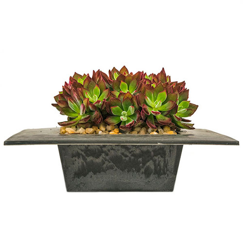 Echeveria Succulent in Tray